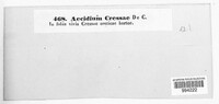 Aecidium cressae image